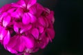 Beautiful fairy dreamy magic pink purple flowers on faded blurry background Royalty Free Stock Photo