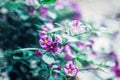 Beautiful fairy dreamy magic purple flowers with light green leaves