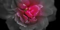 Close up of red rose petals. Selective focus. Flowers background. Celebration, conceptual Royalty Free Stock Photo