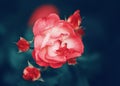 Beautiful fairy dreamy magic red crimson rose flowers on faded blurry green background Royalty Free Stock Photo