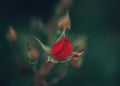 Beautiful fairy dreamy magic red crimson rose flowers on faded blurry green background Royalty Free Stock Photo