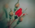 Beautiful fairy dreamy magic red crimson rose flowers on faded blurry green background, Royalty Free Stock Photo