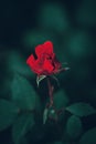 Beautiful fairy dreamy magic red crimson rose flowers on faded blurry green background Royalty Free Stock Photo