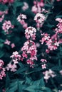 Beautiful fairy dreamy magic red pink flowers with dark green leaves Royalty Free Stock Photo