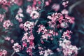 Beautiful fairy dreamy magic red pink flowers with dark green leaves Royalty Free Stock Photo