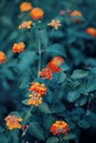 Beautiful fairy dreamy magic red yellow orange flower lantana camara on green blue blurry background Royalty Free Stock Photo