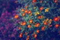 dreamy magic yellow red marigold marietta flowers on faded blurry background. Dark art moody floral.