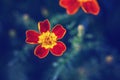 dreamy magic yellow red marigold marietta flowers on faded blurry background. Dark art moody floral. Royalty Free Stock Photo