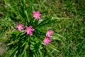 Beautiful Fairy lily flower plant overhead view close-up shot Royalty Free Stock Photo