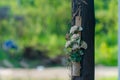 Beautiful fake flower on the post with beautiful background