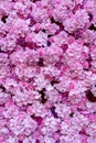 Beautiful Fake Pink Flower Background Royalty Free Stock Photo