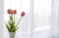 Beautiful fake pink tulips in white vase in bed room with soft sun light and white curtains copy space Royalty Free Stock Photo