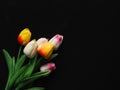 Beautiful fake tulips on black background for copy space. Royalty Free Stock Photo