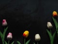 Beautiful fake tulips on black background for copy space. Royalty Free Stock Photo