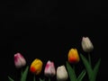 Beautiful fake tulips on black background for copy space. Royalty Free Stock Photo