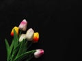 Beautiful fake tulips on black background for copy space. Royalty Free Stock Photo