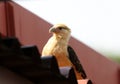 Beautiful hawk falcon eagle in the Costa Rica jungle waiting for it`s pray