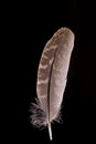 Beautiful Falcon Falco tinnunculus feathers