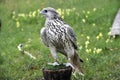 Beautiful falcon trained to hunt