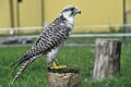 Beautiful falcon trained to hunt