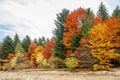 Beautiful fall, autumn forest landscape