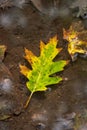 A Beautiful Fall Or Autumn Season Background Image Of A Green, Yellow And Brown Tipped Oak Tree Leaf Submerged In A Mud Puddle