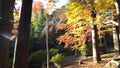 Beautiful fall color and Bishamondo