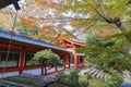 Beautiful fall color and Omi Jingu