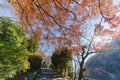 Beautiful fall color in Arashiyama