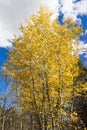 Beautiful fall colors of  Aspen leaves changing color against a partly cloudy blue sky in the Rocky Mountains Royalty Free Stock Photo