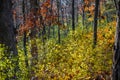 Beautiful Fall Colors in the Forest Royalty Free Stock Photo