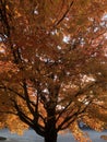 beautiful fall colors full view Royalty Free Stock Photo