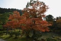 Beautiful fall colors in Ginkaku-ji Silver Pavilion during the autumn season in Kyoto Royalty Free Stock Photo