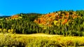 Beautiful Fall Colors on the hillside along Highway 89 in Wyoming