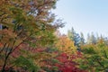 Full of beautiful fall colors at Japanese Garden, Seattle Washington Royalty Free Stock Photo