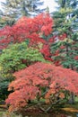 Full of beautiful fall colors at Japanese Garden, Seattle Washington Royalty Free Stock Photo