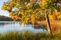 Beautiful fall colors on a maple tree at a lakeshore