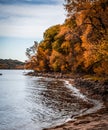 Beautiful fall colors in the trees on the shoreline of the St Croix River. Royalty Free Stock Photo