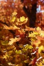 Backlit leaves in mountains above Provo, Utahi Royalty Free Stock Photo