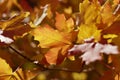 Backlit leaves in mountains above Provo, Utahi Royalty Free Stock Photo