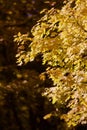 Backlit leaves in mountains above Provo, Utah Royalty Free Stock Photo