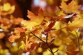 Backlit leaves in mountains above Provo, Utahi Royalty Free Stock Photo