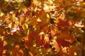 Backlit leaves in mountains above Provo, Utahi Royalty Free Stock Photo