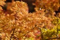 Backlit leaves in mountains above Provo, Utahi Royalty Free Stock Photo