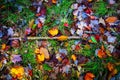 Beautiful fall composition consisting of a  ground full of coloful autumn leaves and a wooden stick Royalty Free Stock Photo