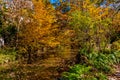 Beautiful Fall Foliage on Hamilton Creek, Texas. Royalty Free Stock Photo
