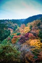 Beautiful Fall Foliage in the morning fog Arashiyama, Kyoto,