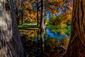 Beautiful Fall Foliage Reflected on the Guadalupe River, Texas.