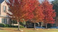 Beautiful fall foliage from row of red maple trees near new house in suburbs Dallas, Texas, America Royalty Free Stock Photo