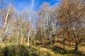 Beautiful fall forest in Cantabria, Spain Royalty Free Stock Photo